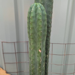 Dark green cactus