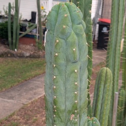 Mutated sausage cactus clone