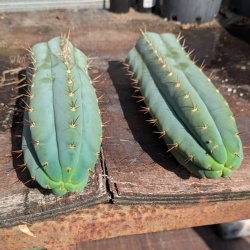 Trichocereus cacctus