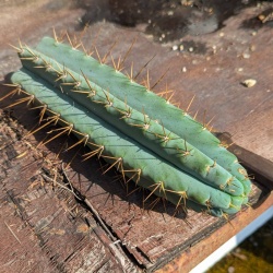 Spiny uniform cactus