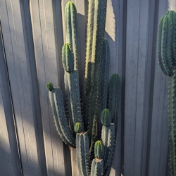 Nothinks Cactus Clone