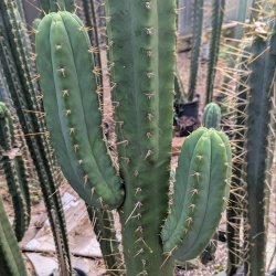 Green juicy cactus