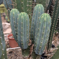 Big plym cactus