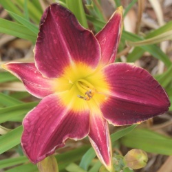 Daylily Hybrid   Kurt Remembered x Lydia's Regal Robe 'd'