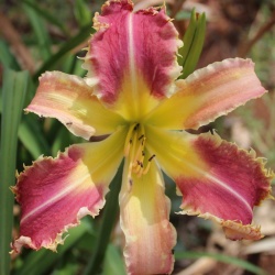 Daylily Hybrid  (Piranha x Voracious Vixen) x Buddy's Pinkie 'a'