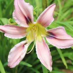 Daylily Hybrid Strawberry Lemonade x Blue Throated Hummingbird 