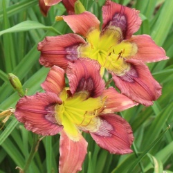 Daylily Hybrid Rainbow Flower x Hillbilly Homecoming 