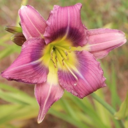 Daylily Hybrid Pinwheel Princess x Northwood Blutopia 