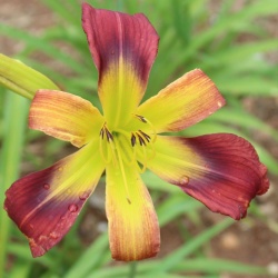 Daylily Hybrid Rainbow Flower x Leprechaun's Curls 