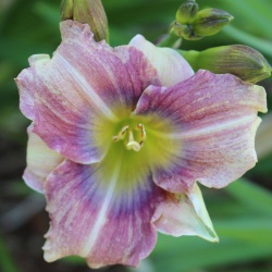 Daylily Hybrid Little Surfer Girl x Morning Lullaby 