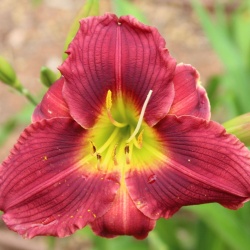 Daylily Hybrid Star of Kryptonite x Kaleidoscope Force Field 