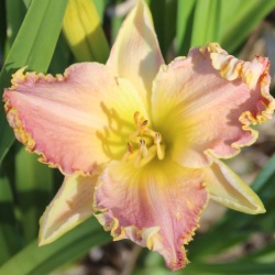 Daylily Hybrid ((Joy to the World x Ed Brown) x (Ed Brown x Spacecoast Cool Deal)) 