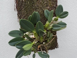 Dendrobium  jenkinsii