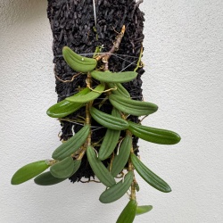 Mounted Dockrillia linguirormis