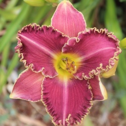 Daylily Hybrid Dragon Fury x Mission Control 
