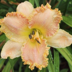 Daylily Hybrid Kleptomaniac x Dr. Celia Baker 