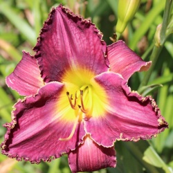 Daylily Hybrid  (Better Than Ever x Spacecoast Cool Deal)  x Black Wolf 
