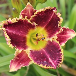 Daylily Hybrid  (Better Than Ever x Spacecoast Cool Deal) x Black Wolf 