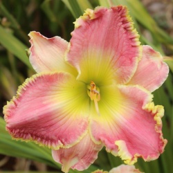 Daylily Hybrid  Unconditional Surrender x Light Worker 
