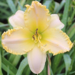 Daylily Hybrid  (Big Lie x (Annette's Magic x Wonder of it All)) x Pyrite 