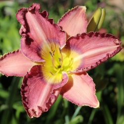 Daylily Hybrid Spirit of Truth x Debra Jorgensen 