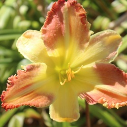 Daylily Hybrid Unbridled Spirit x Deathly Hallows 