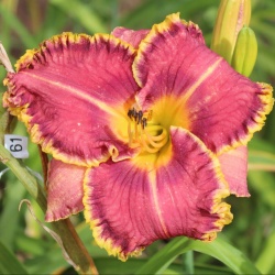 Daylily Hybrid Jammin's Magnolia Bell x Spacecoast Black Sensation 