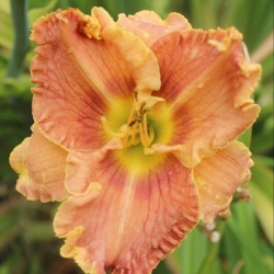 Daylily Hybrid Jammin's Magnolia Bell x Spacecoast Black Sensation 