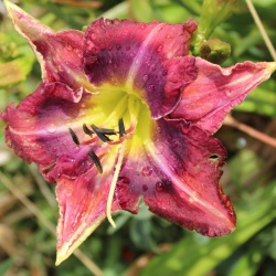 Daylily Hybrid Prima Vino x Tarzana 