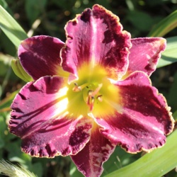 Daylily Hybrid (Transit of Venus x Larry's Obsession) x Shiraz 