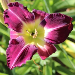 Daylily Hybrid Judy's Bloom x Purple Goliath 
