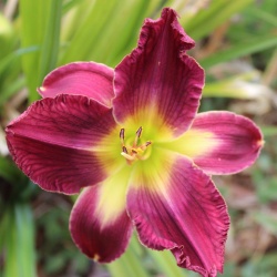 Daylily Hybrid Chicago Girls x Stolen Heart 
