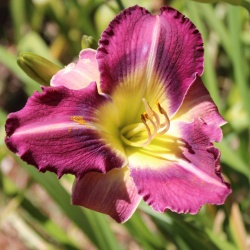 Daylily Hybrid Black Star Sapphire x Tarzana 