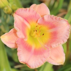 Daylily Hybrid Paris in a Pushcart x Tarzana d