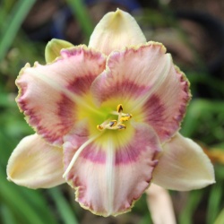 Daylily Hybrid Buds at the Beach x Patterned for Success 