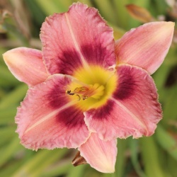 Daylily Hybrid Buds at the Beach x Patterned for Success 