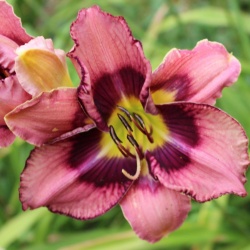 Daylily Hybrid Rugged Raven x Patterned for Success 