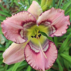 Daylily Hybrid Now But Not Yet