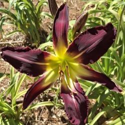 Daylily Hybrid Reflections of a Time Long Past