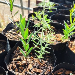 Quandong with starter Host