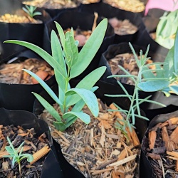 WA Sandalwood with starter Host