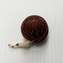 WA Sandalwood Seed Germinated