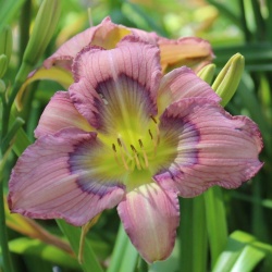 Daylily Hybrid Spacecoast Patch of Blue x Rainbow Maker 'b'