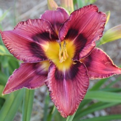 Daylily Hybrid Mother of Dragons x Patterned for Success 