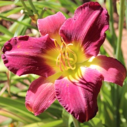 Daylily Hybrid Puzzler x Tarzana 