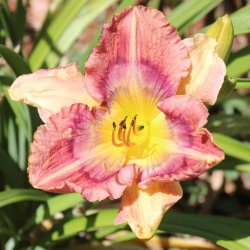 Daylily Hybrid Puzzler x Fact 