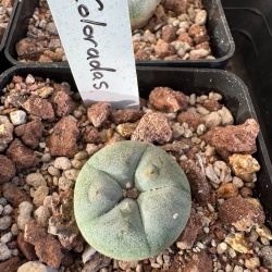 Lophophora Williamsii Var Las Colorados