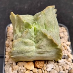 Whitesloanea Crassa