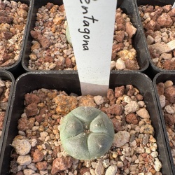 Lophophora Williamsii Var Pentagona