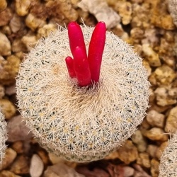 Epithelantha Micromeris S B1112